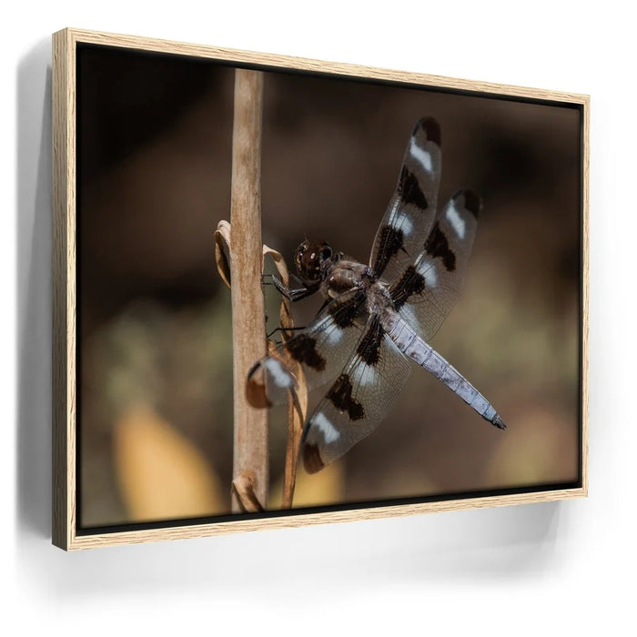 Featured image 10 for Blue Libelula II, California