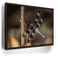 Featured image 10 for Blue Libelula II, California