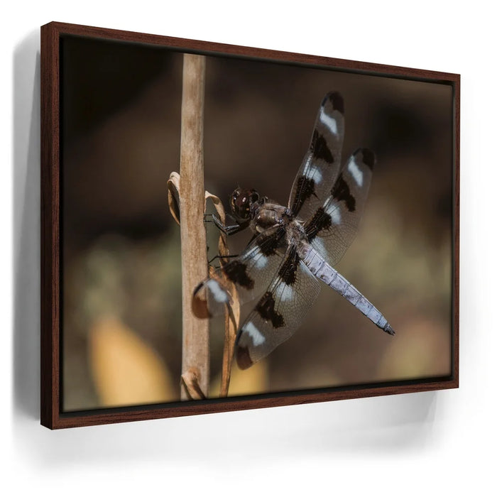 Featured image 10 for Blue Libelula II, California