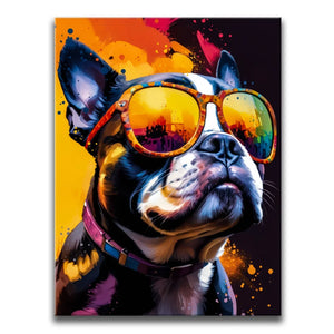 Boston Terrier Cool