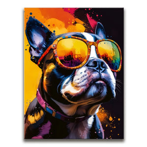 Boston Terrier Cool