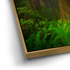Thumbnail image 13 for California Redwoods