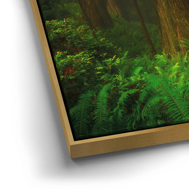 Featured image 12 for California Redwoods