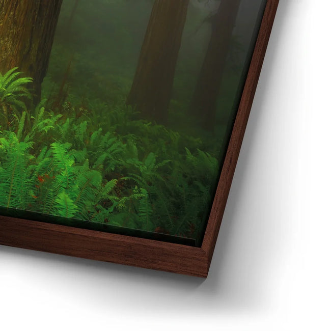 Featured image 14 for California Redwoods