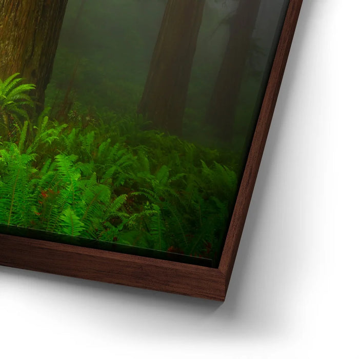 Featured image 15 for California Redwoods