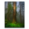 Featured image 1 for California Redwoods
