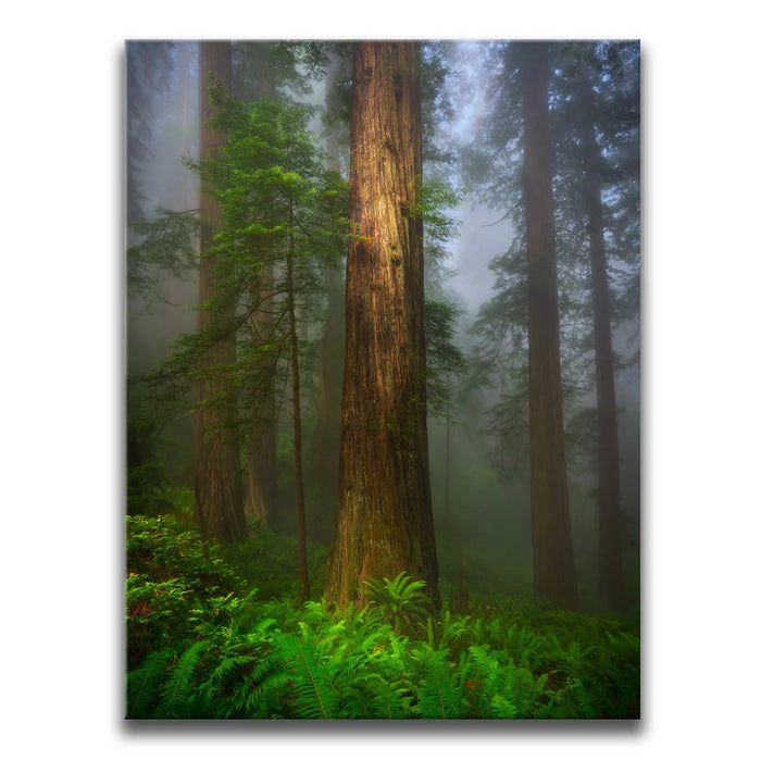 Featured image 1 for California Redwoods