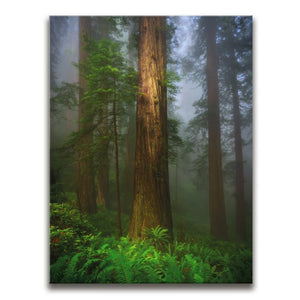 California Redwoods