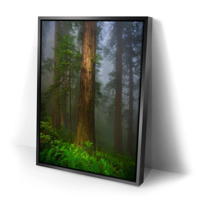 Featured image 2 for California Redwoods