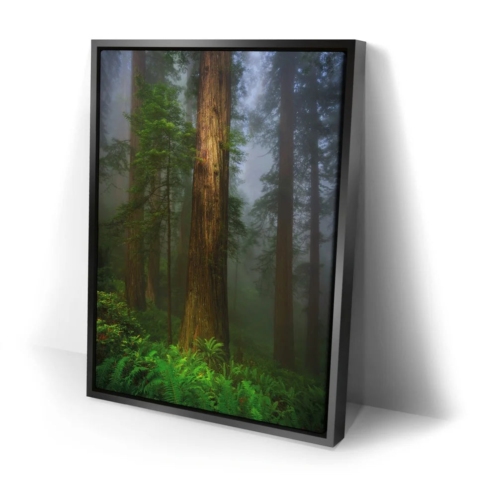 Featured image 2 for California Redwoods