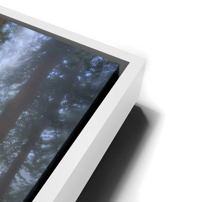 Featured image 14 for California Redwoods