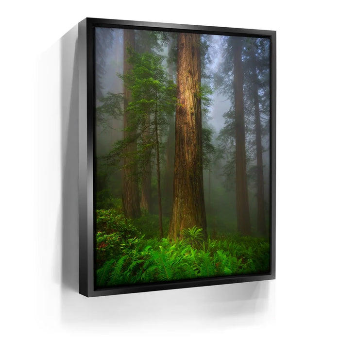 Featured image 6 for California Redwoods