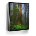 Featured image 5 for California Redwoods