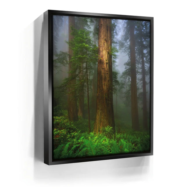 Featured image 5 for California Redwoods