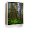 Featured image 8 for California Redwoods