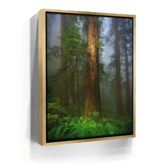 Featured image 7 for California Redwoods