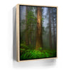 Featured image 10 for California Redwoods