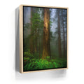 Featured image 9 for California Redwoods