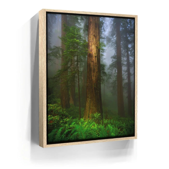 Featured image 9 for California Redwoods