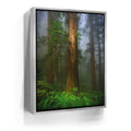 Featured image 8 for California Redwoods