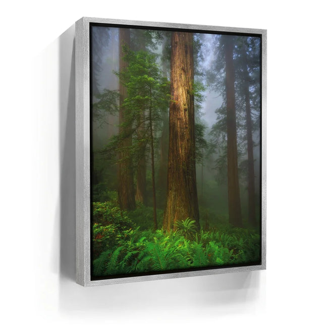 Featured image 8 for California Redwoods