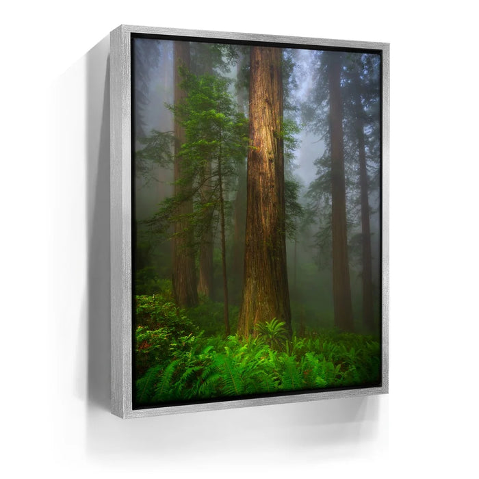 Featured image 9 for California Redwoods
