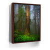 Featured image 11 for California Redwoods