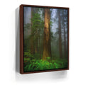 Featured image 10 for California Redwoods