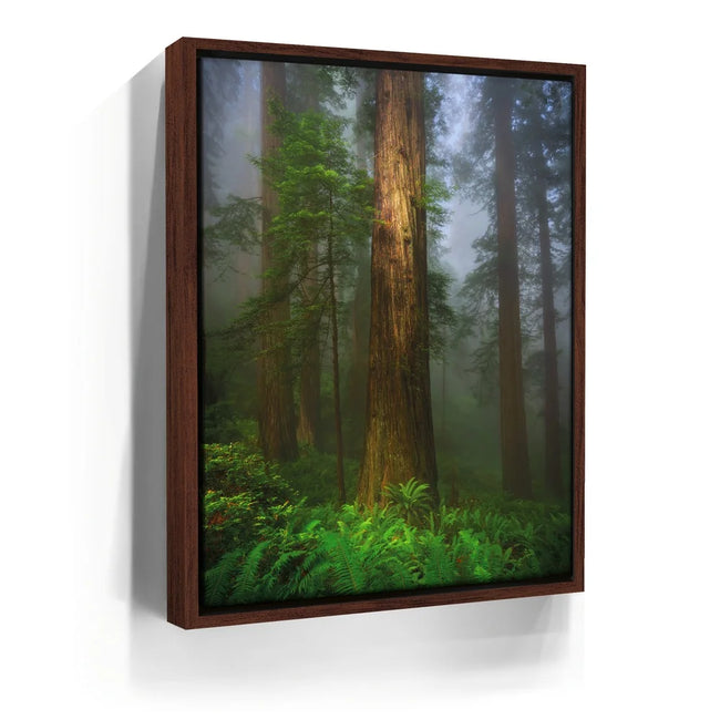 Featured image 10 for California Redwoods