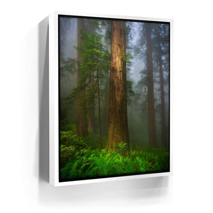 Featured image 7 for California Redwoods