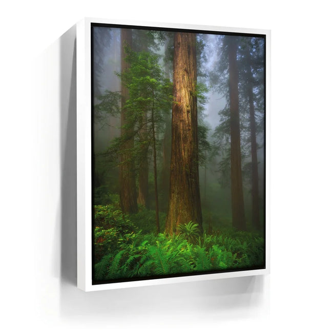 Featured image 6 for California Redwoods