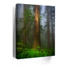 Thumbnail image 5 for California Redwoods