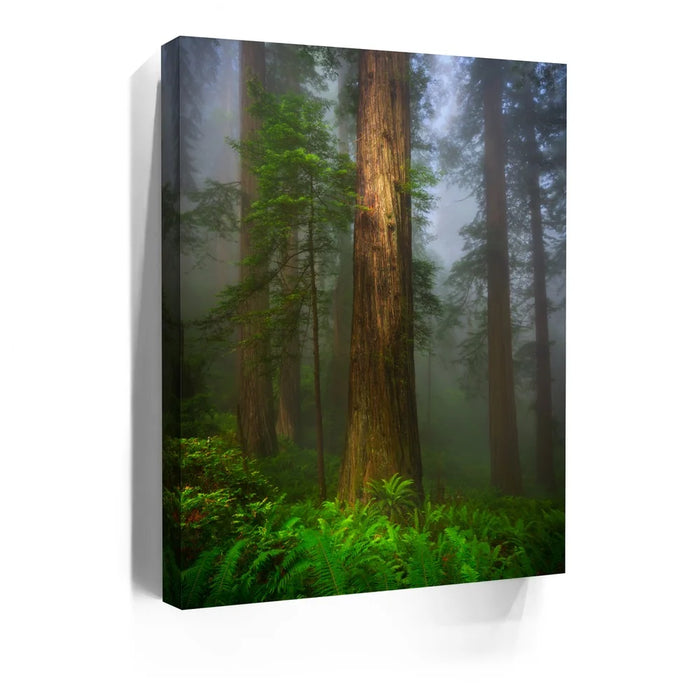 Featured image 5 for California Redwoods