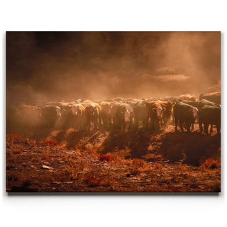 Cattle Staredown