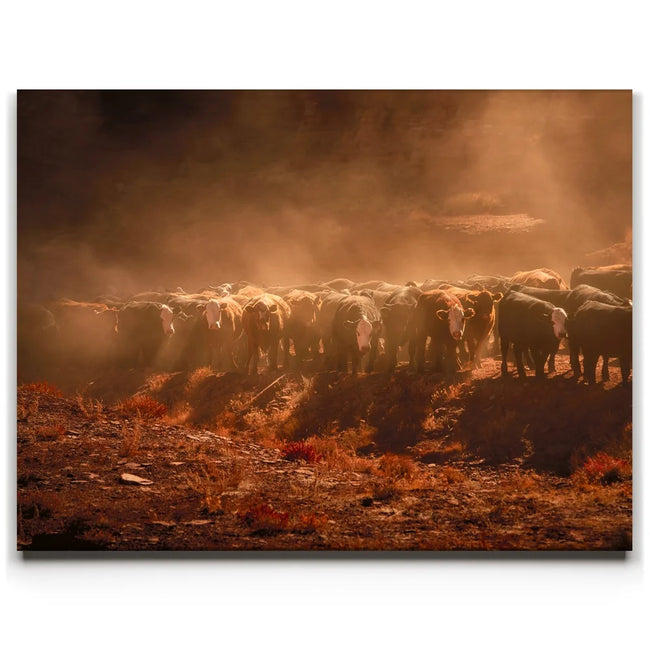 Featured image 1 for Cattle Staredown