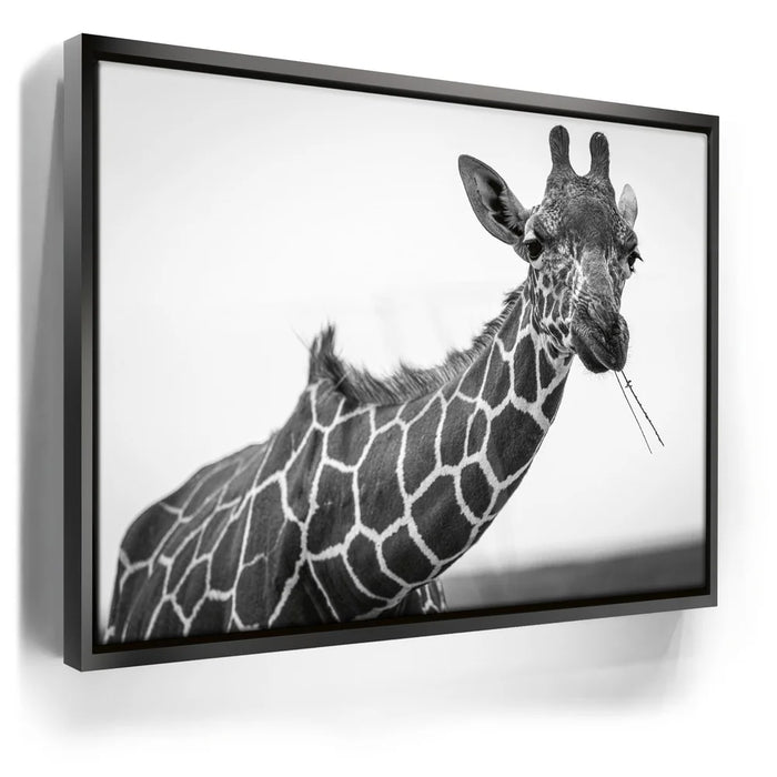 Featured image 5 for Chewy