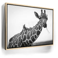 Featured image 9 for Chewy