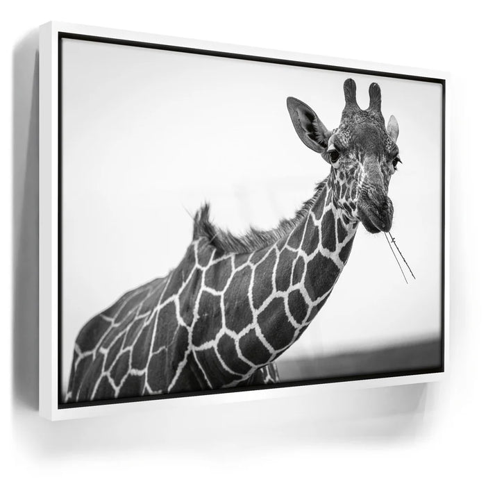 Featured image 6 for Chewy