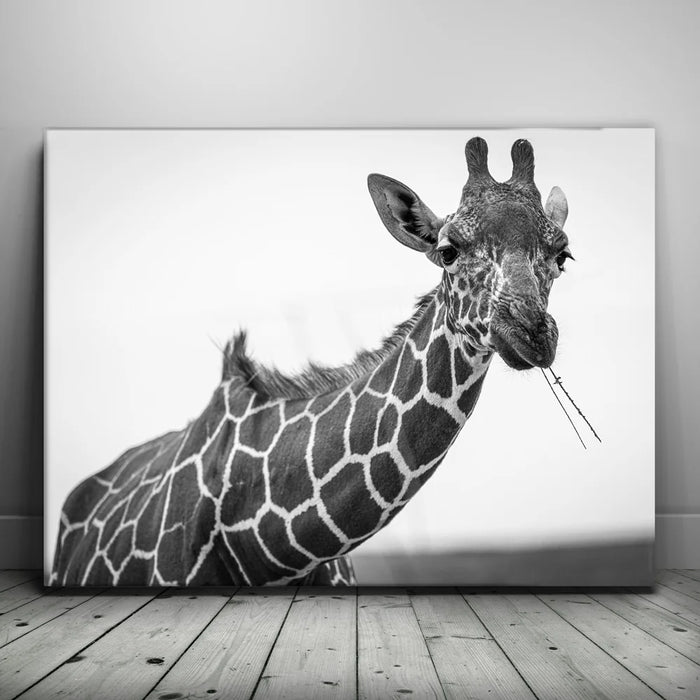 Featured image 1 for Chewy