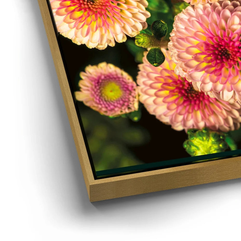 Featured image 12 for Chrysanthemum Burst