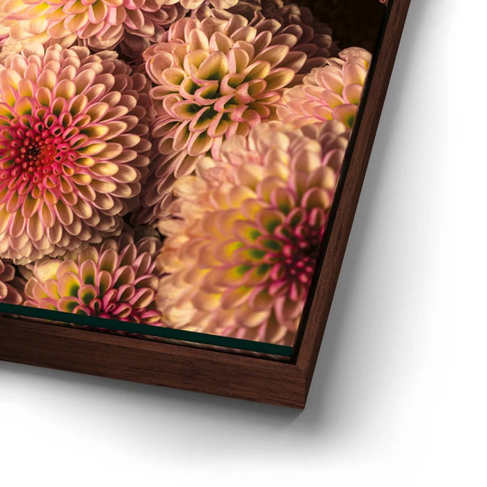 Featured image 14 for Chrysanthemum Burst