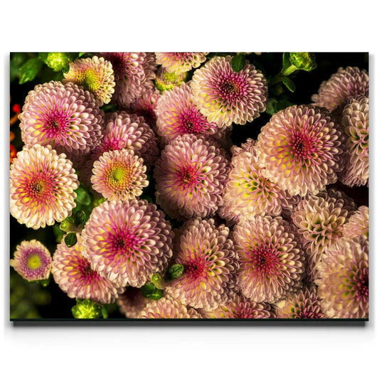 Chrysanthemum Burst