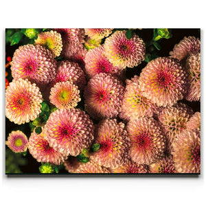 Chrysanthemum Burst