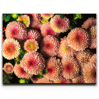 Chrysanthemum Burst