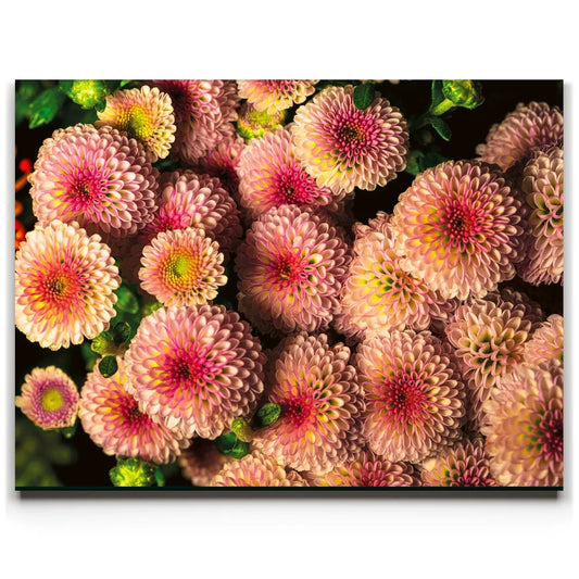Chrysanthemum Burst Posters, Prints, & Visual Artwork TheGoatWallArt LANDSCAPE 24x18 0.75" STANDARD