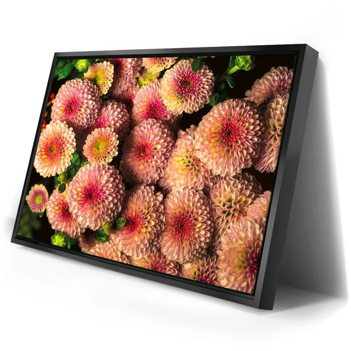 Featured image 2 for Chrysanthemum Burst
