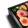 Thumbnail image 11 for Chrysanthemum Burst