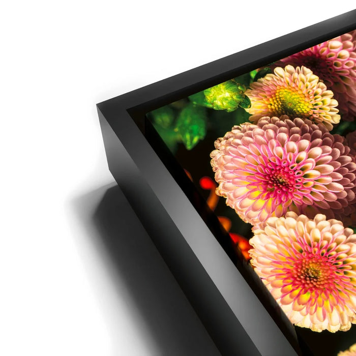 Featured image 11 for Chrysanthemum Burst