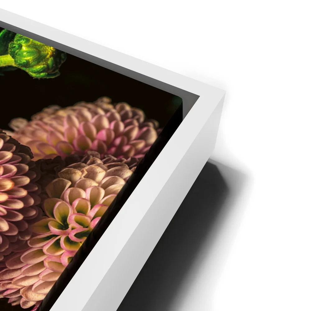 Featured image 13 for Chrysanthemum Burst