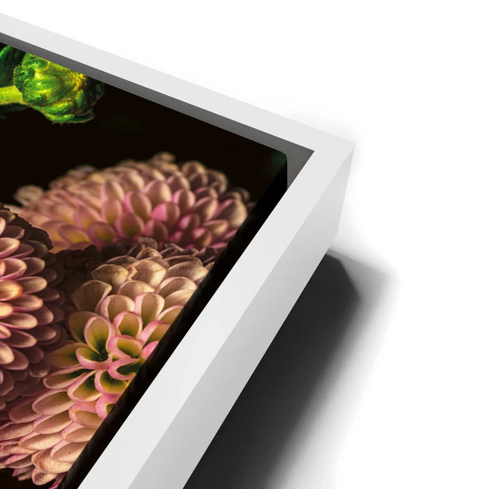 Featured image 13 for Chrysanthemum Burst